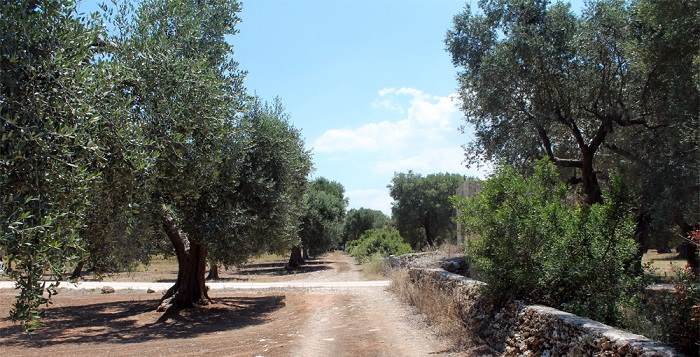 olio genuino salento 