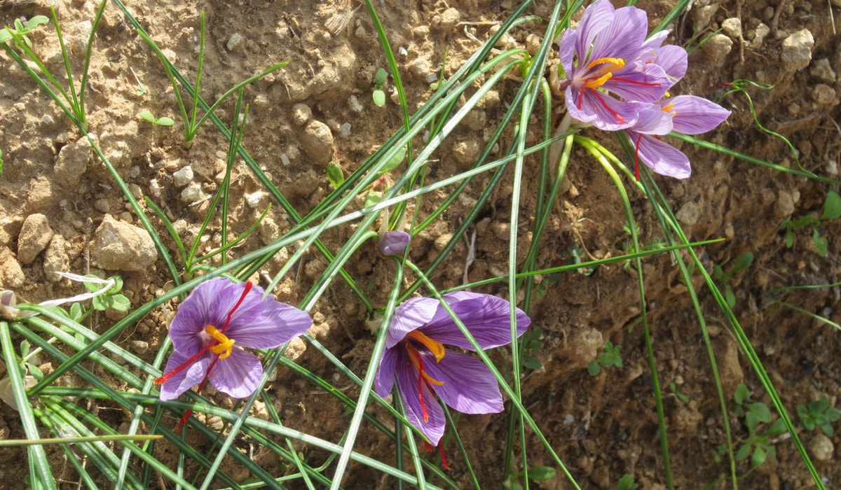 fiori zafferano Salento