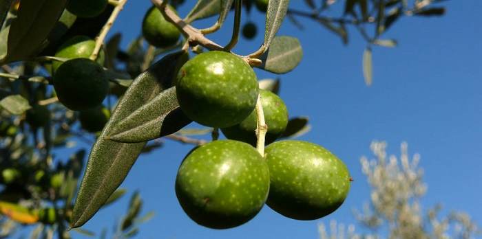 Olio extravergine d'oliva Salento