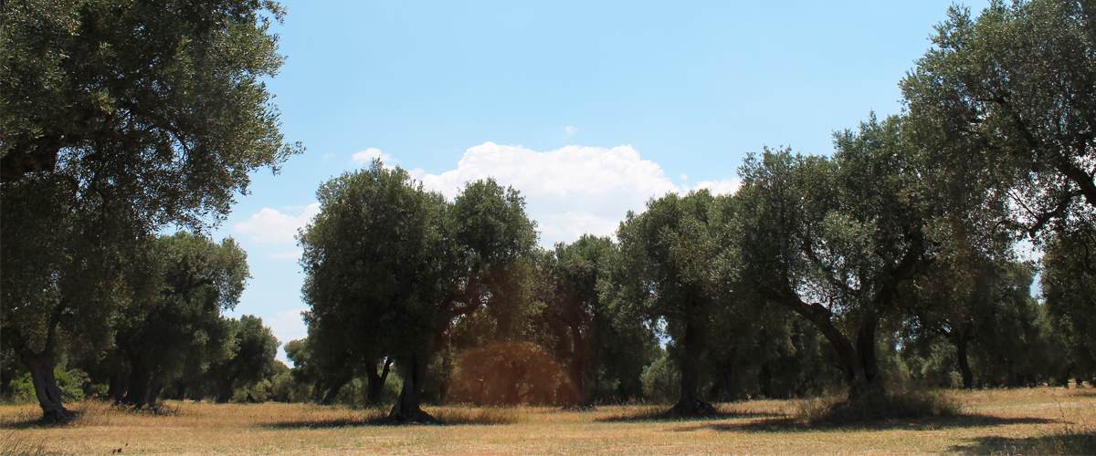 Tutti a tavola nel ristorante di “Masseria Melcarne”